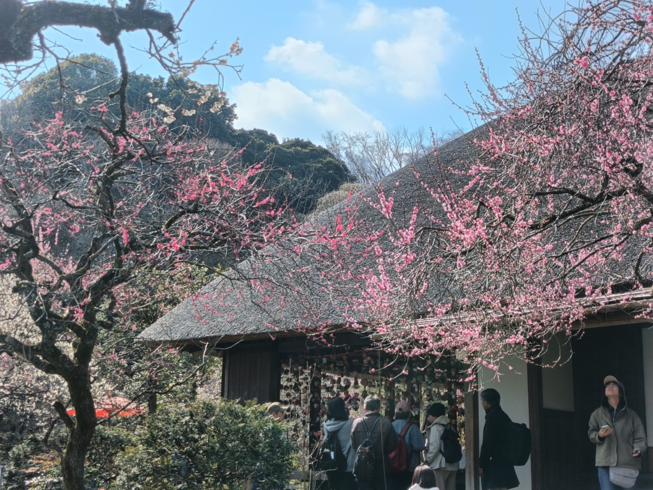 つるし雛と梅まつり【百草園】