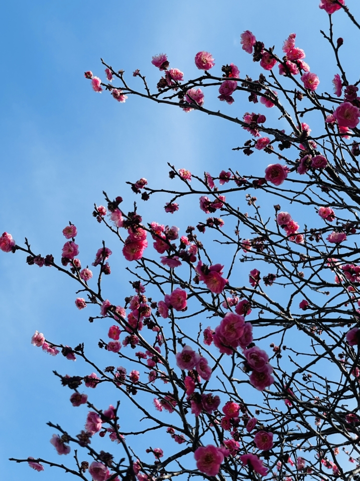 【保土ヶ谷区】川島町第3公園