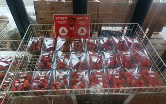 多摩で育った野菜といちご【フロリコ食堂】