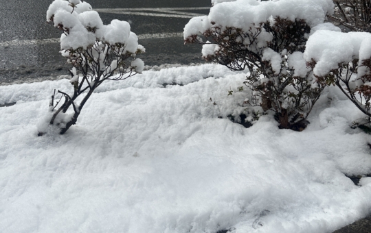 多摩地区☆　積雪　☆