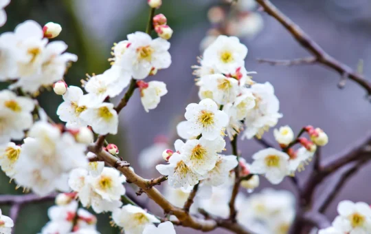 郷土の森で梅まつり開催中🌸【イベント】