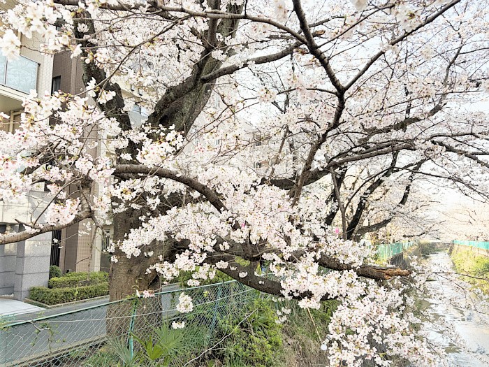 満開の桜が街を彩る！麻生川桜まつり♪
