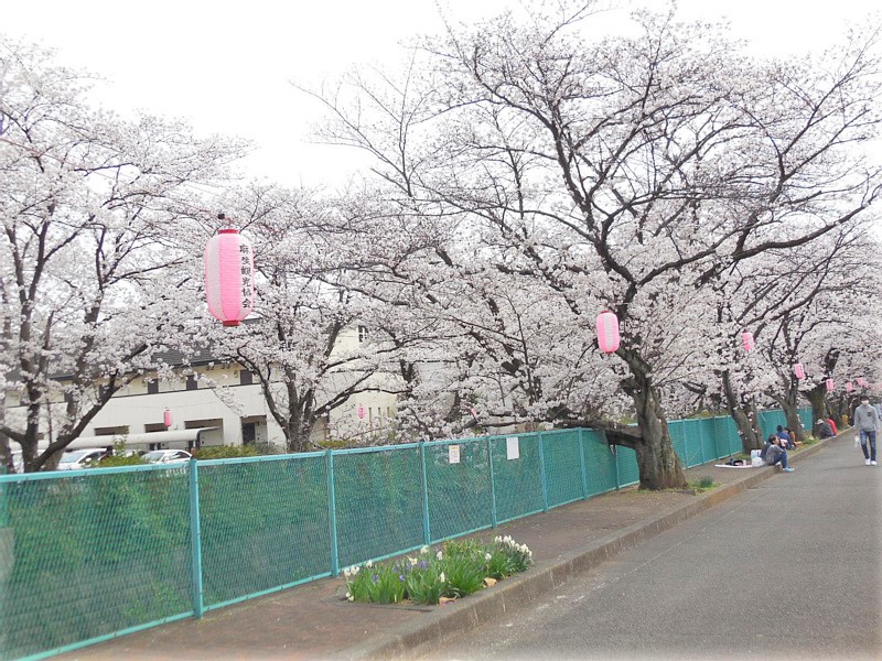 満開の桜が街を彩る！麻生川桜まつり♪