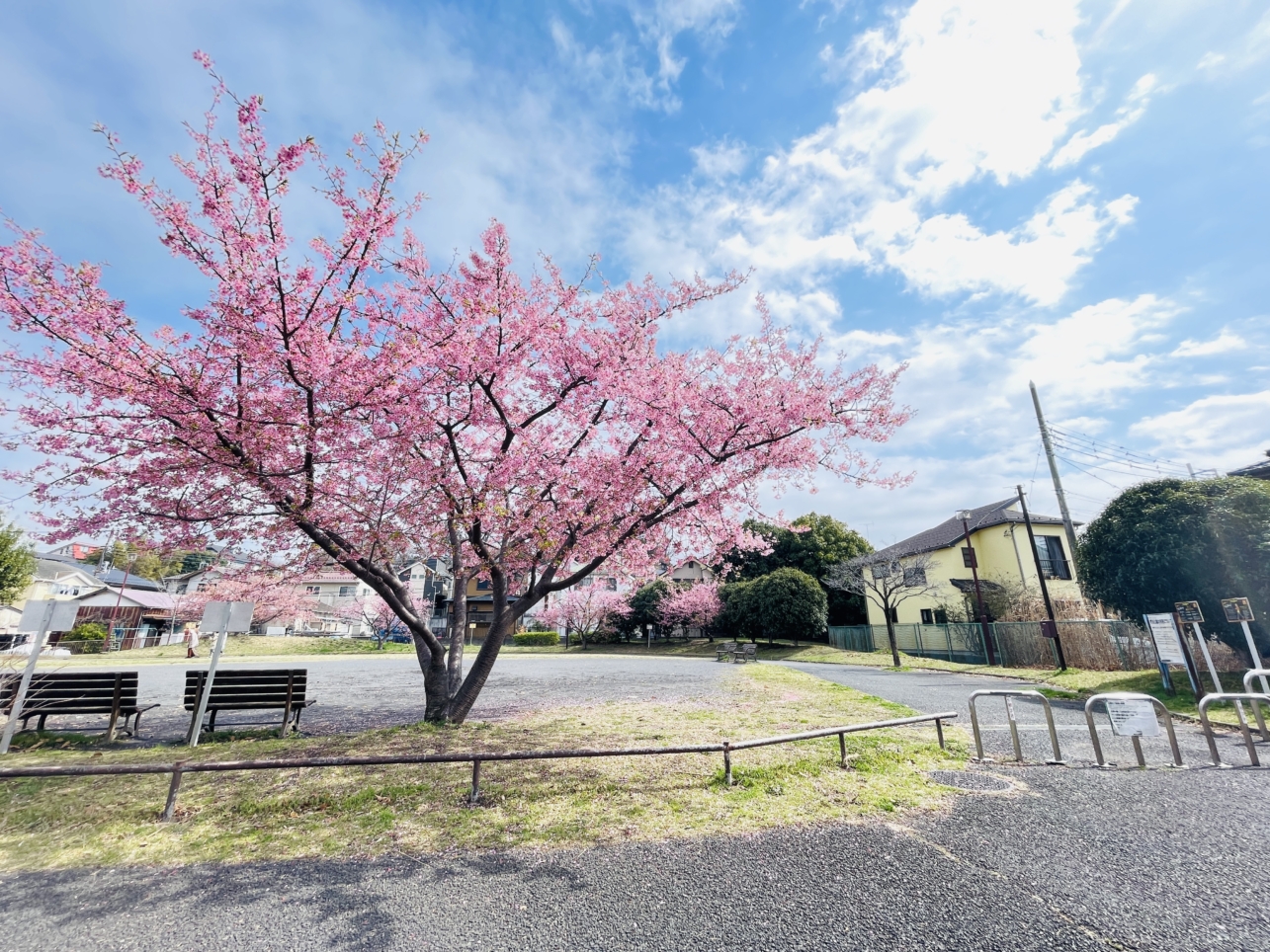 【旭区】椚谷公園の桜
