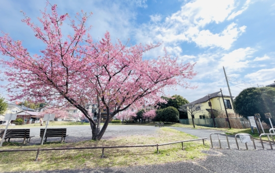 【旭区】椚谷公園の桜