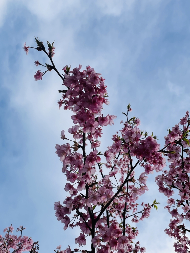 【旭区】椚谷公園の桜