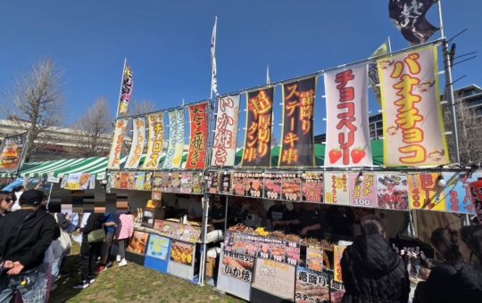 みなみ桜まつり開催中です🌸
