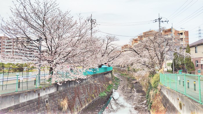 満開の桜が街を彩る！麻生川桜まつり♪