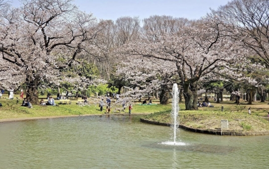 ☆渋谷区お花見スポット☆【代々木公園】