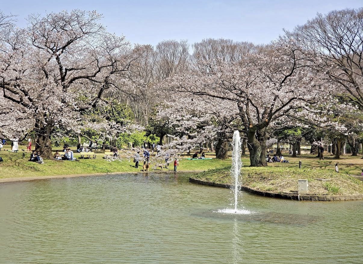 ☆渋谷区お花見スポット☆【代々木公園】