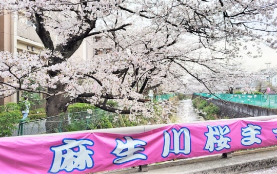 満開の桜が街を彩る！麻生川桜まつり♪
