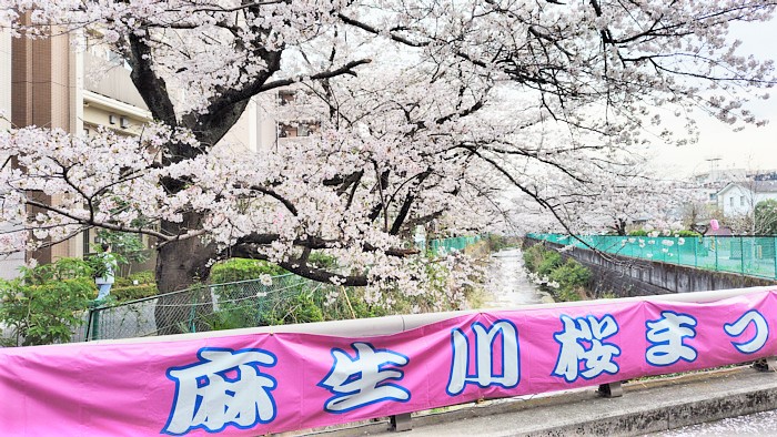 満開の桜が街を彩る！麻生川桜まつり♪