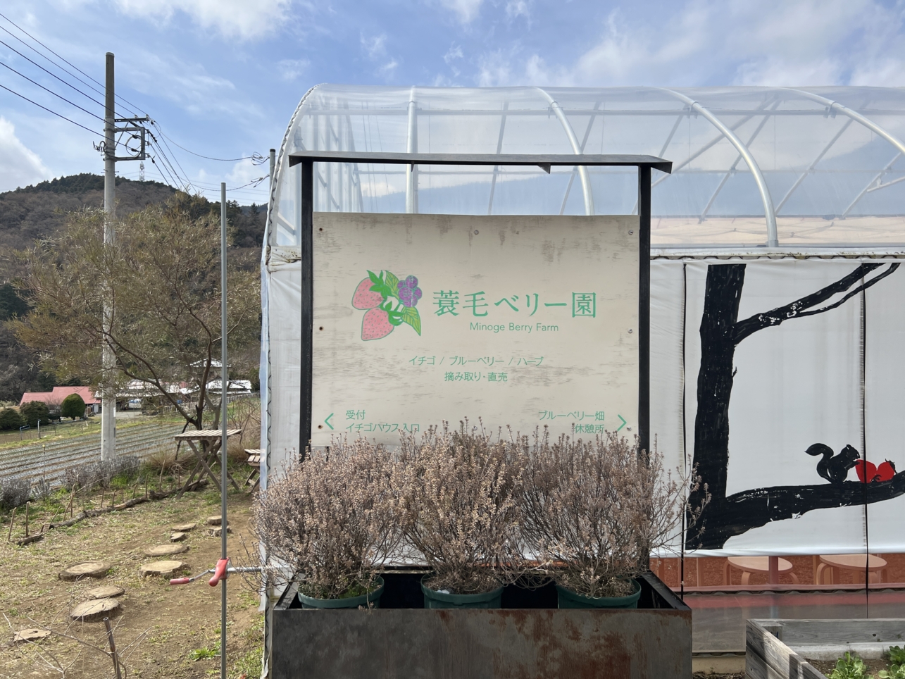 富士山の見える場所でいちご狩り～♪【蓑毛ベリー園/秦野】