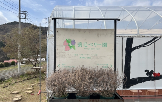 富士山の見える場所でいちご狩り～♪【蓑毛ベリー園/秦野】