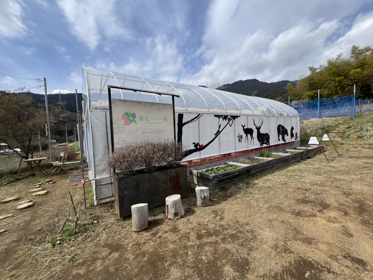富士山の見える場所でいちご狩り～♪【蓑毛ベリー園/秦野】