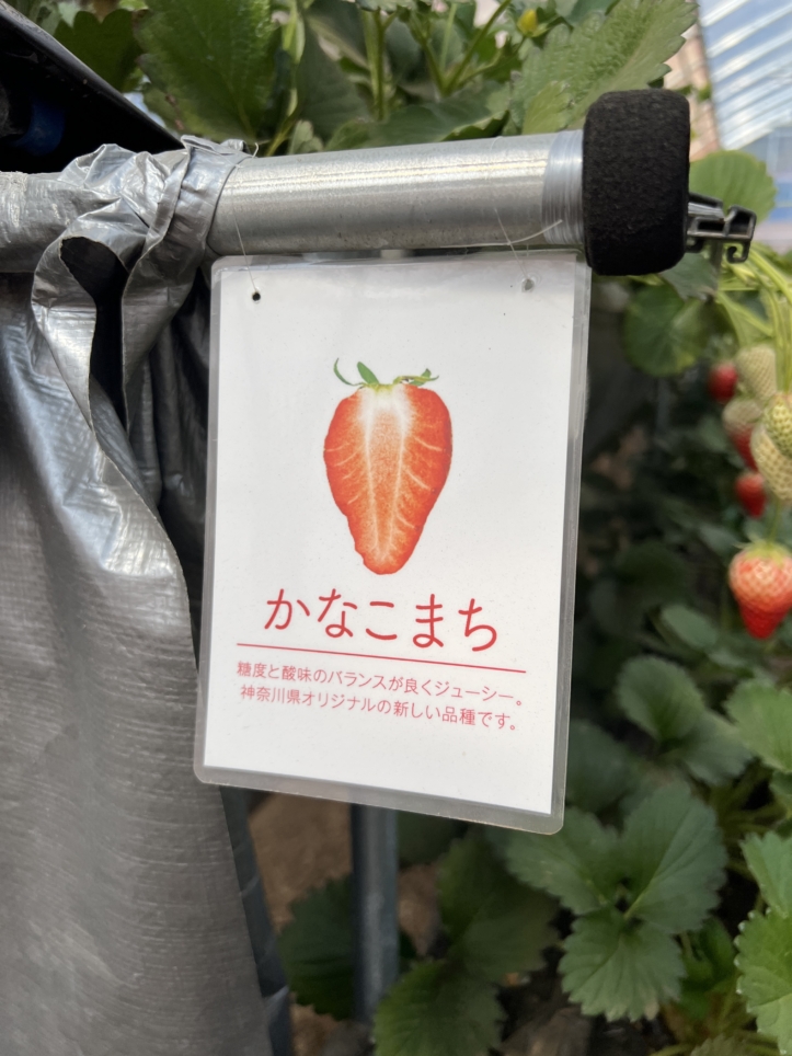 富士山の見える場所でいちご狩り～♪【蓑毛ベリー園/秦野】