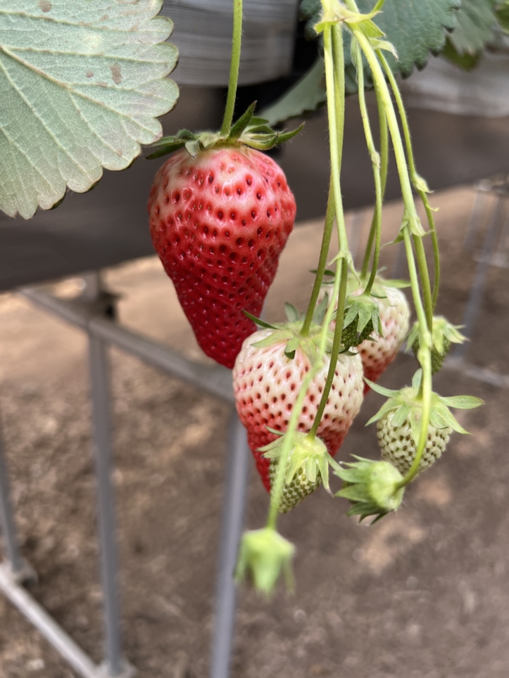 富士山の見える場所でいちご狩り～♪【蓑毛ベリー園/秦野】