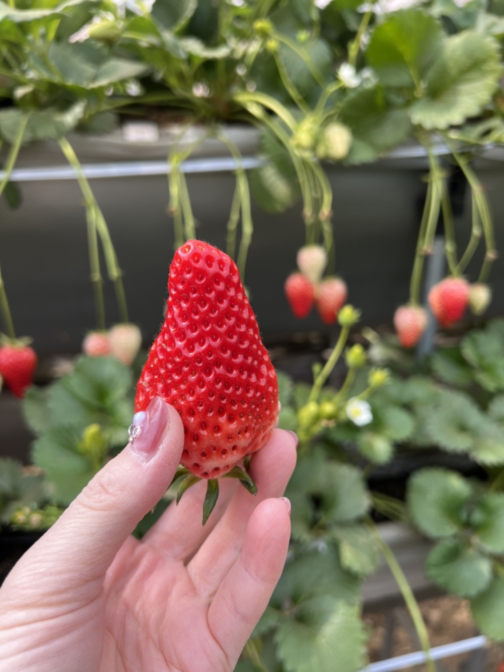 富士山の見える場所でいちご狩り～♪【蓑毛ベリー園/秦野】