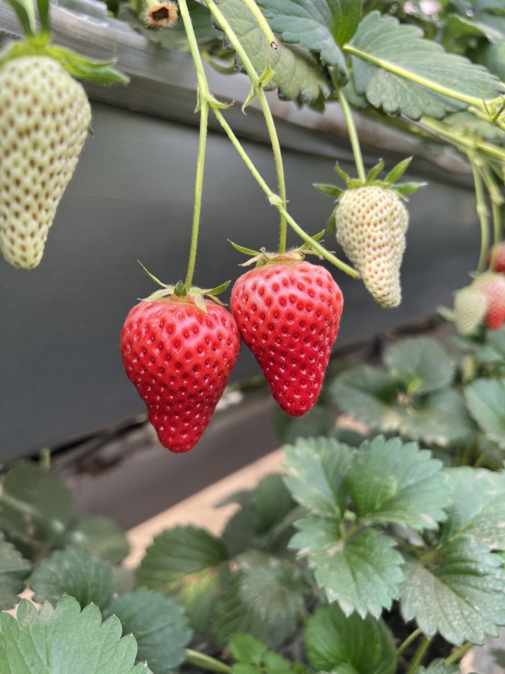 富士山の見える場所でいちご狩り～♪【蓑毛ベリー園/秦野】