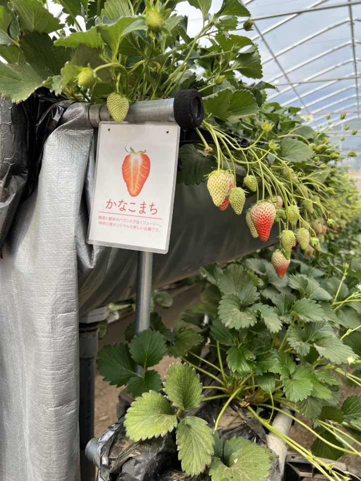 富士山の見える場所でいちご狩り～♪【蓑毛ベリー園/秦野】