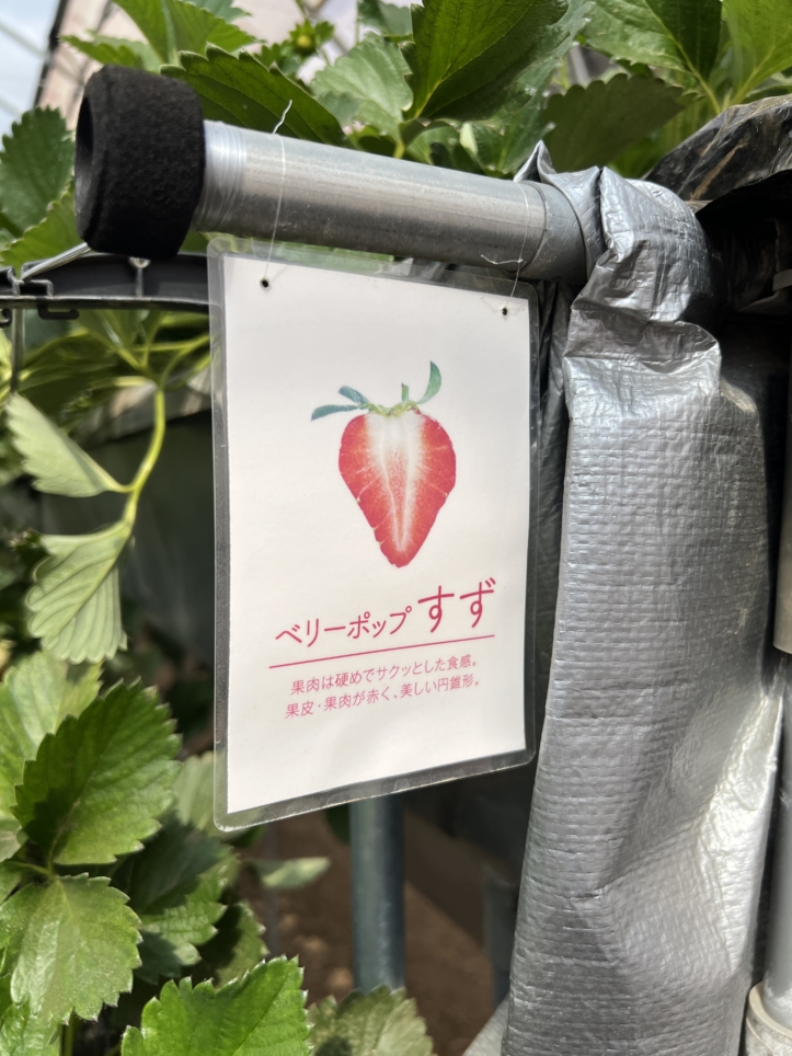 富士山の見える場所でいちご狩り～♪【蓑毛ベリー園/秦野】