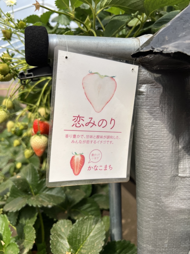 富士山の見える場所でいちご狩り～♪【蓑毛ベリー園/秦野】