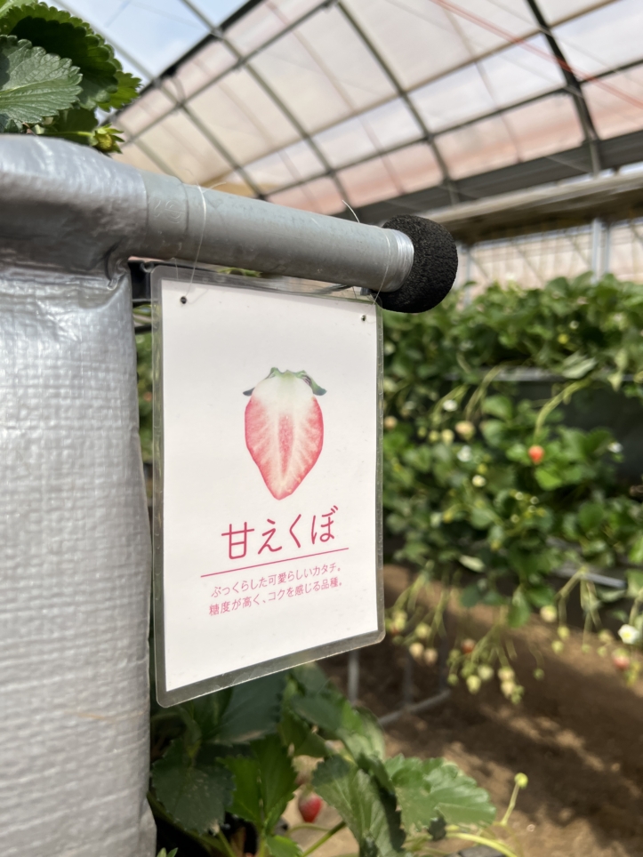 富士山の見える場所でいちご狩り～♪【蓑毛ベリー園/秦野】