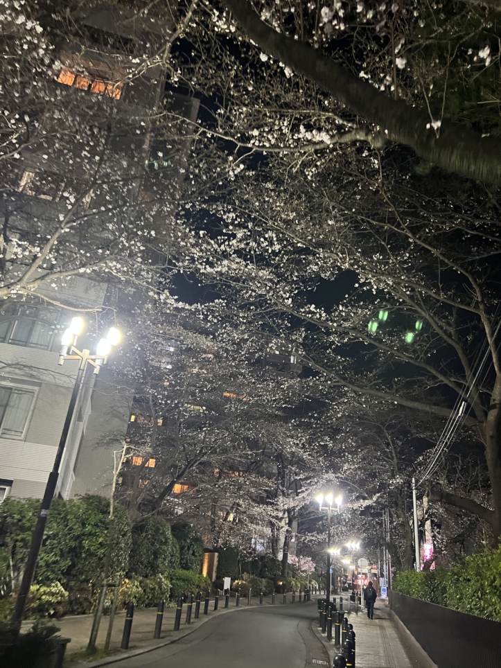 今年も咲きました【東林さくら通り/東林間駅】