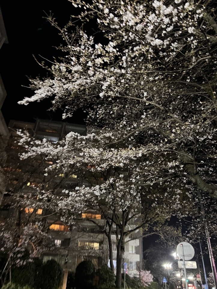 今年も咲きました【東林さくら通り/東林間駅】