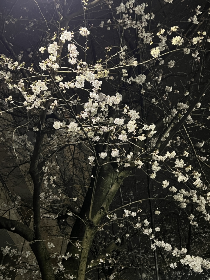 今年も咲きました【東林さくら通り/東林間駅】