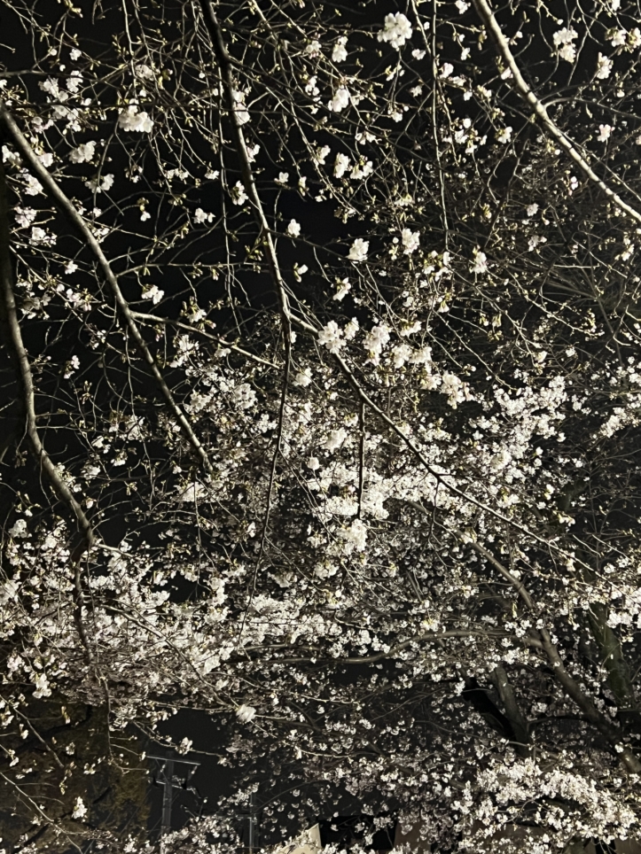 今年も咲きました【東林さくら通り/東林間駅】