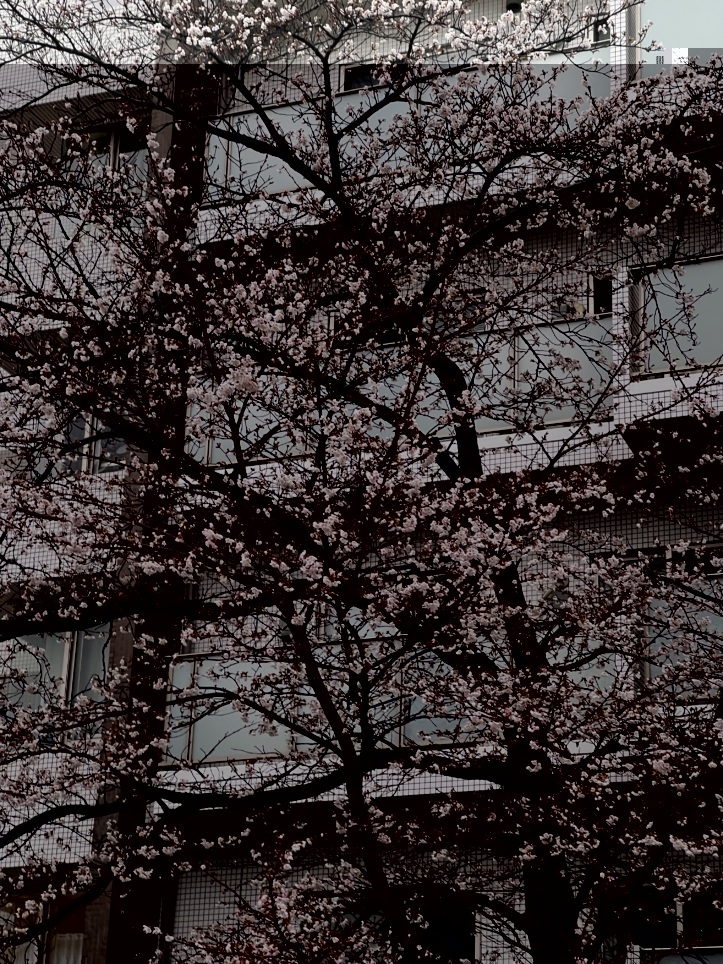 今年も咲きました【東林さくら通り/東林間駅】