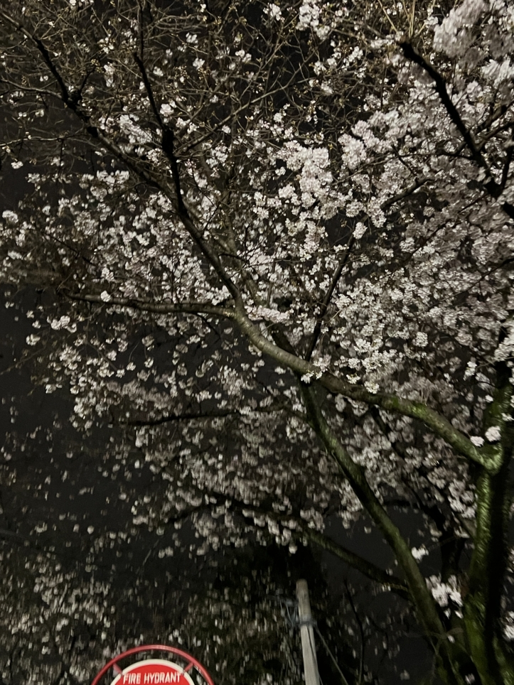 今年も咲きました【東林さくら通り/東林間駅】