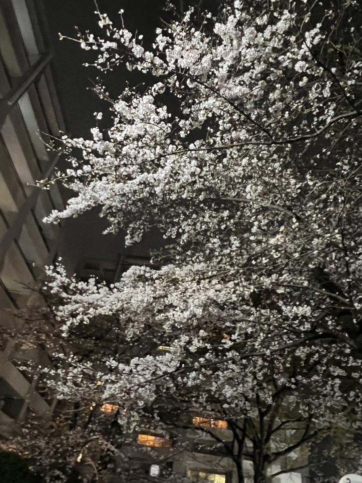 今年も咲きました【東林さくら通り/東林間駅】