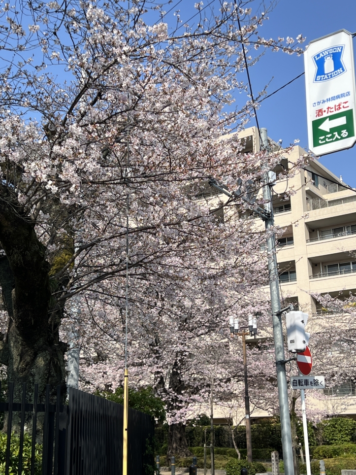 今年も咲きました【東林さくら通り/東林間駅】