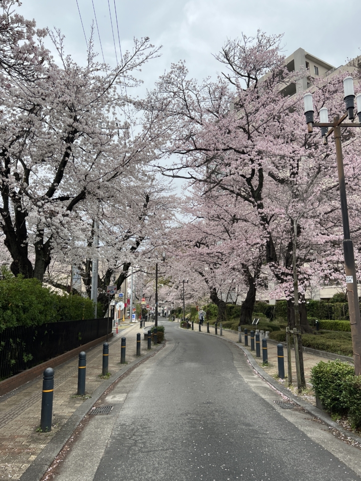 今年も咲きました【東林さくら通り/東林間駅】