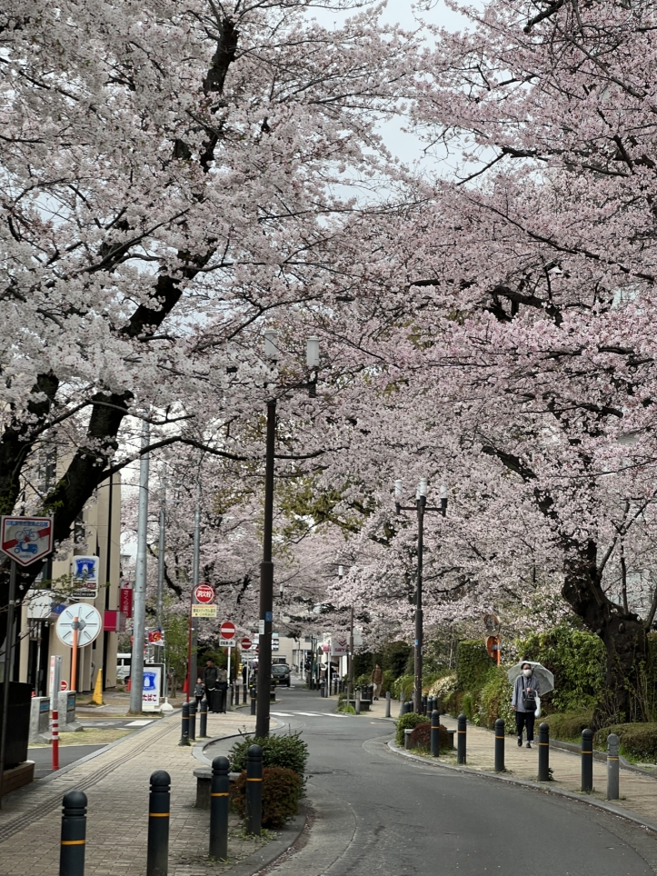 今年も咲きました【東林さくら通り/東林間駅】