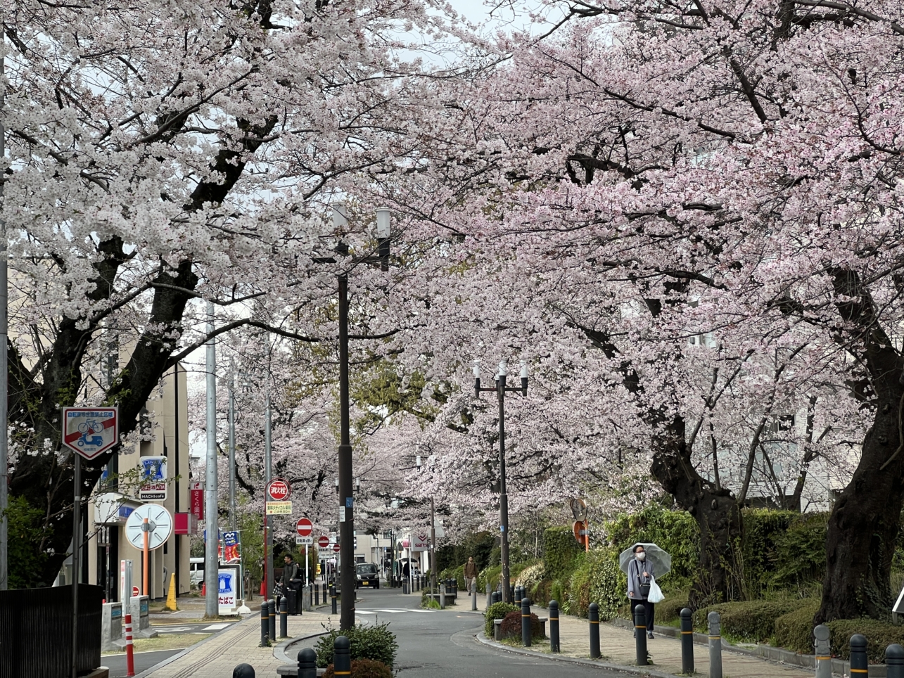 今年も咲きました【東林さくら通り/東林間駅】