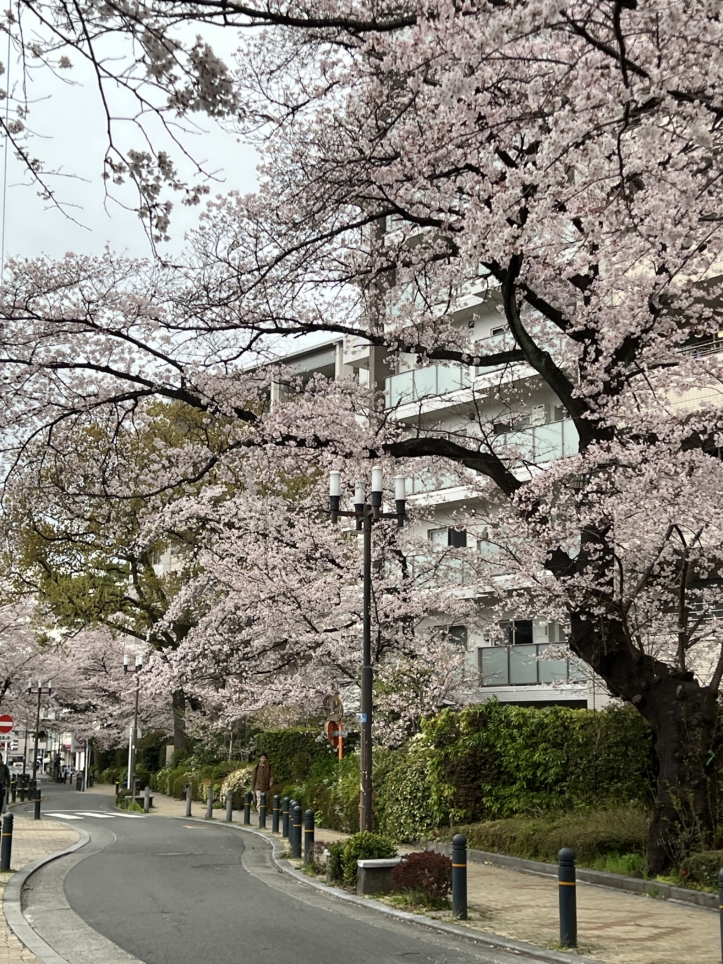 今年も咲きました【東林さくら通り/東林間駅】