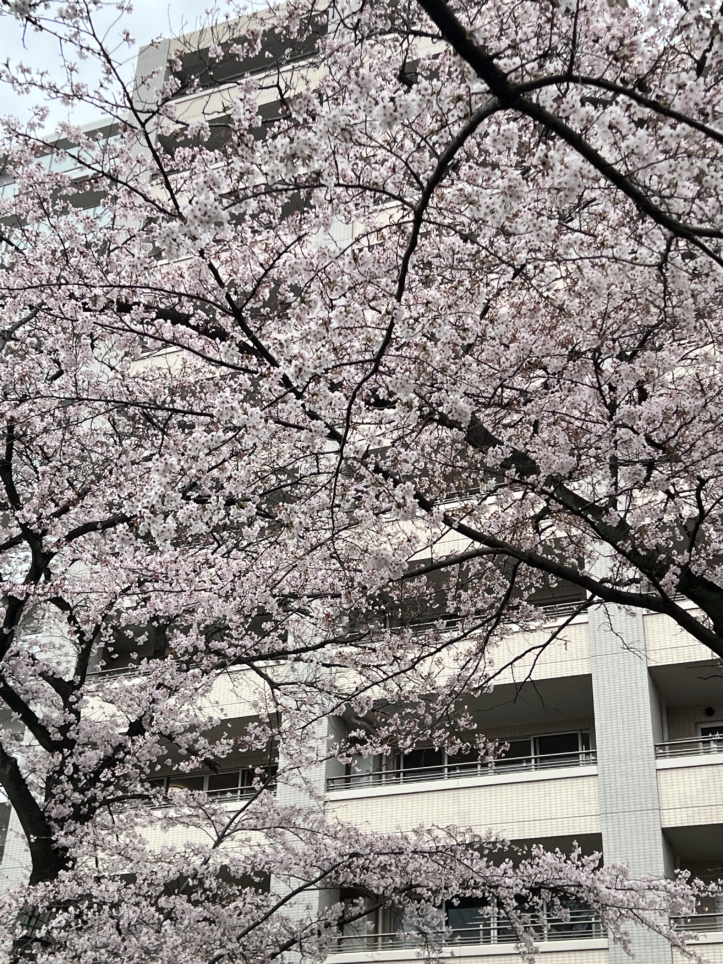 今年も咲きました【東林さくら通り/東林間駅】