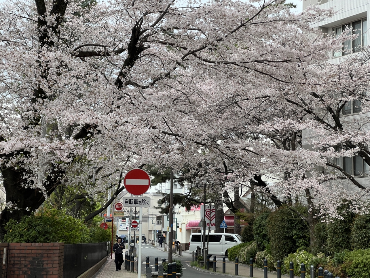 今年も咲きました【東林さくら通り/東林間駅】