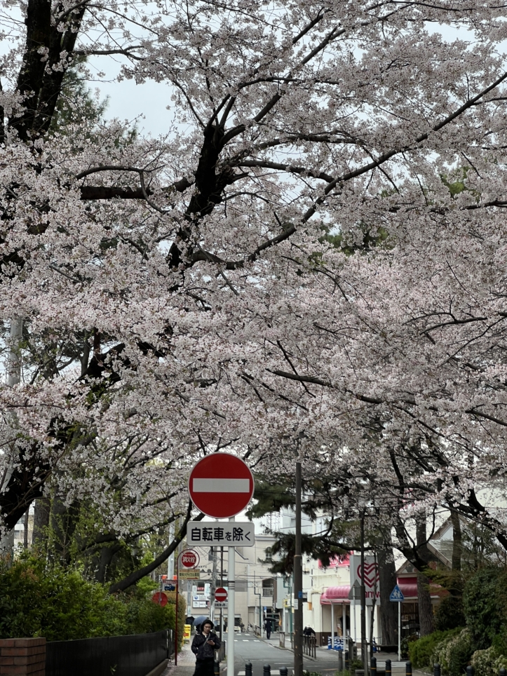 今年も咲きました【東林さくら通り/東林間駅】