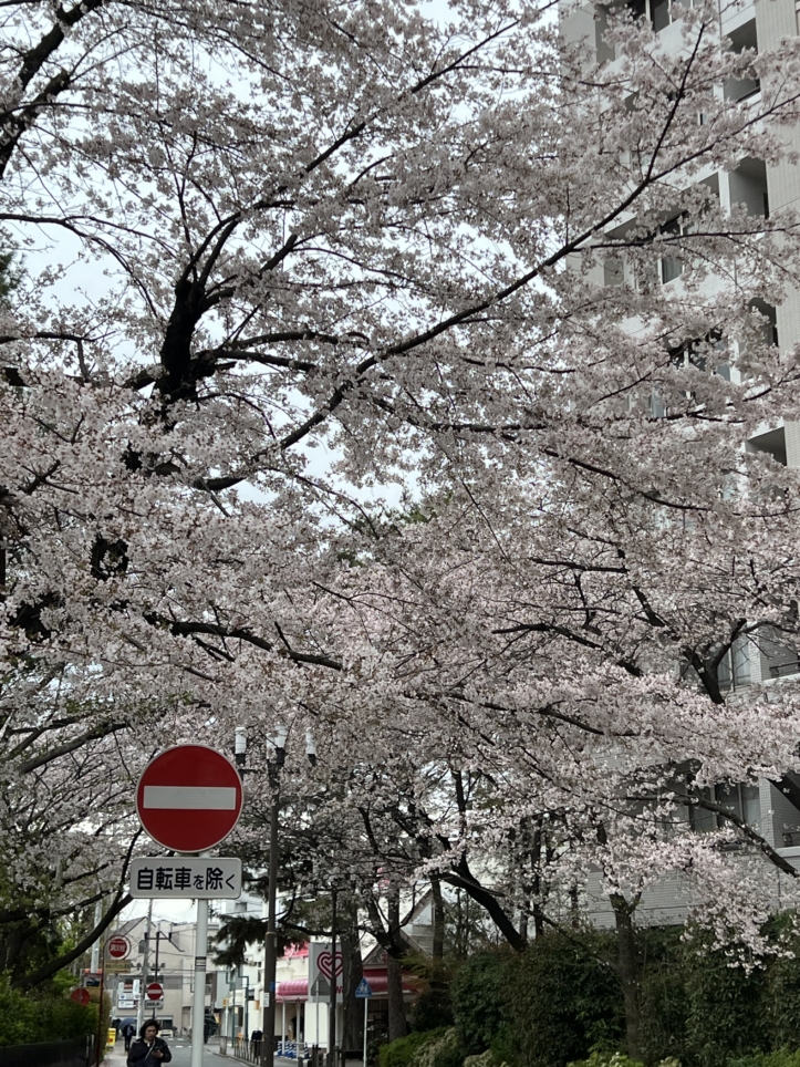 今年も咲きました【東林さくら通り/東林間駅】