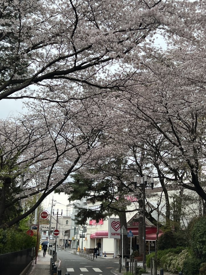 今年も咲きました【東林さくら通り/東林間駅】