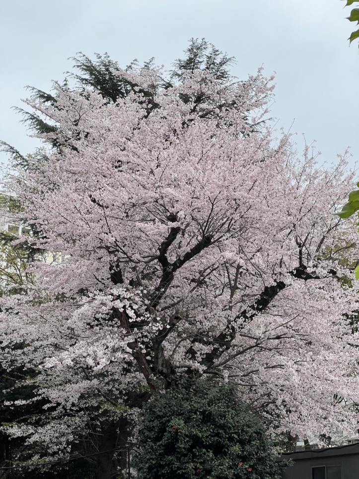 今年も咲きました【東林さくら通り/東林間駅】