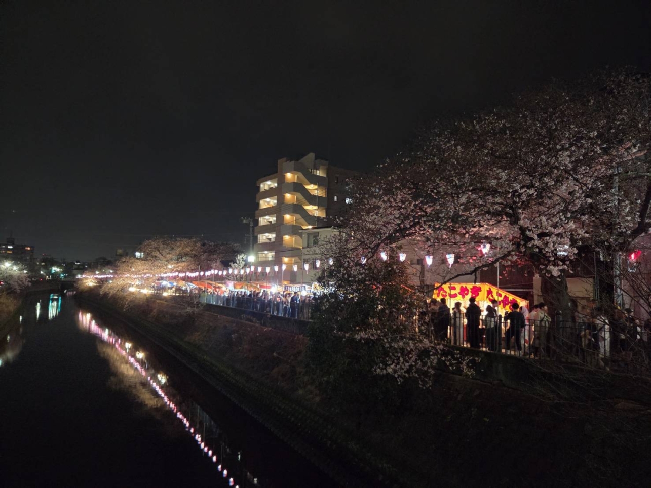 大岡川桜まつり2026🌸大岡川沿いライトアップ・ぼんぼり点灯