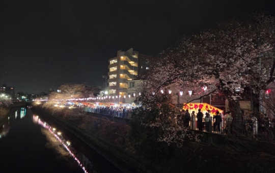 大岡川桜まつり2026🌸大岡川沿いライトアップ・ぼんぼり点灯