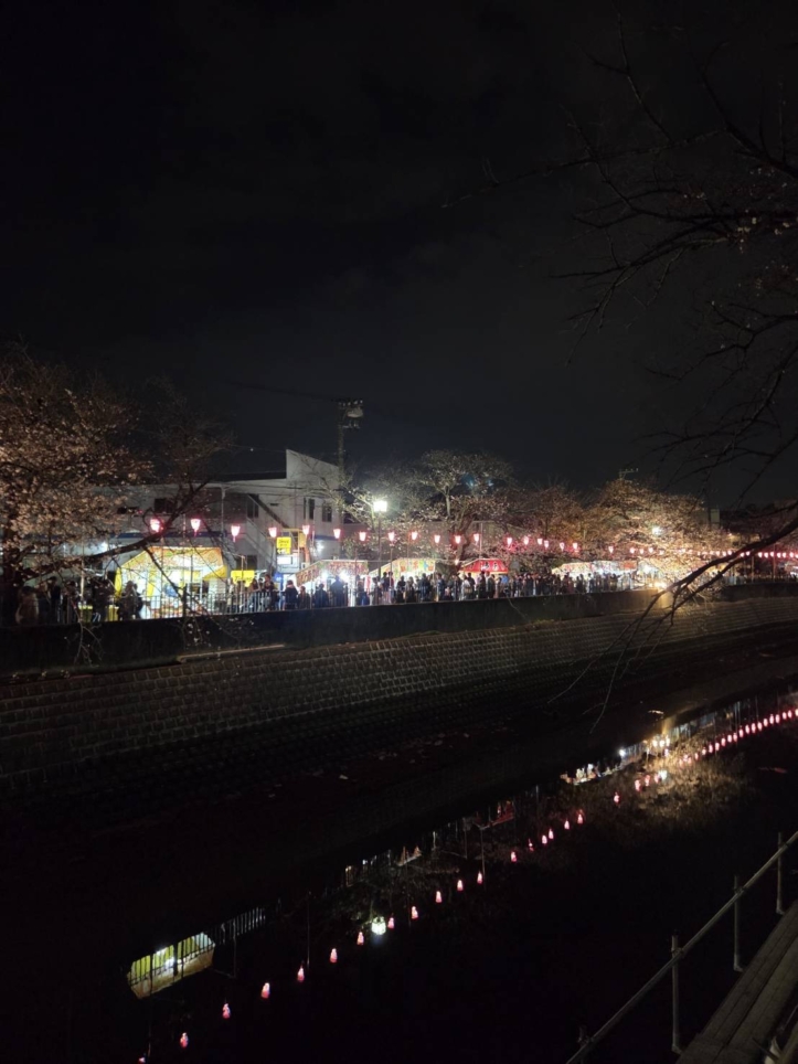 大岡川桜まつり2026🌸大岡川沿いライトアップ・ぼんぼり点灯