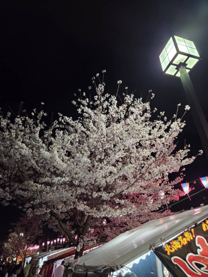 大岡川桜まつり2026🌸大岡川沿いライトアップ・ぼんぼり点灯