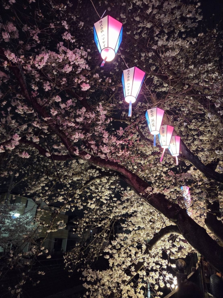 大岡川桜まつり2026🌸大岡川沿いライトアップ・ぼんぼり点灯